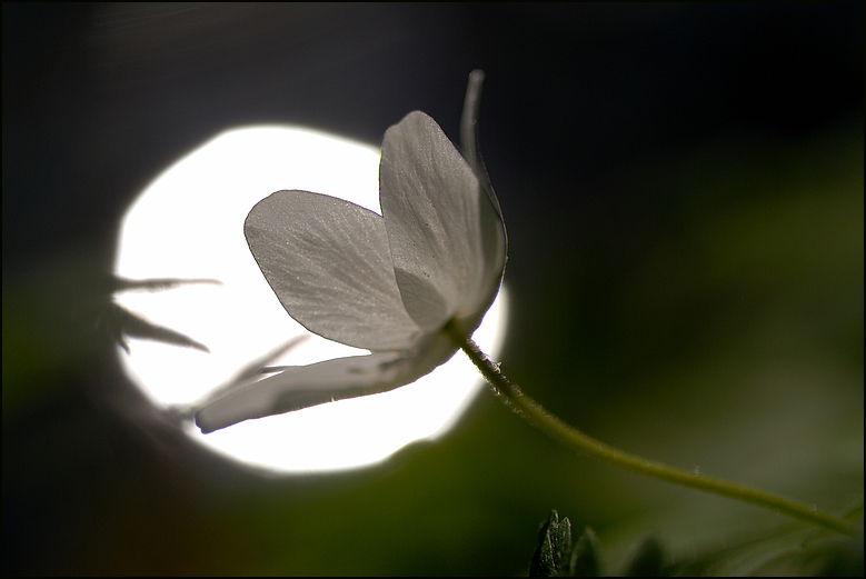 licht von Daniel und Lilian A. 