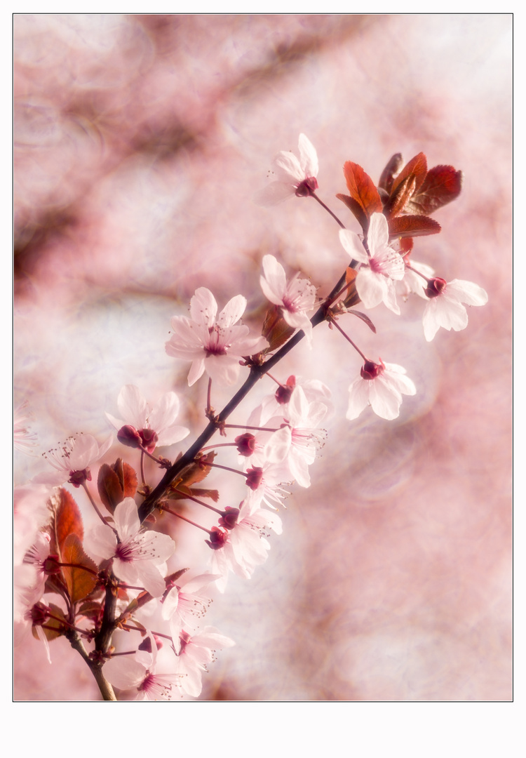 Licht der Farben - Rosa