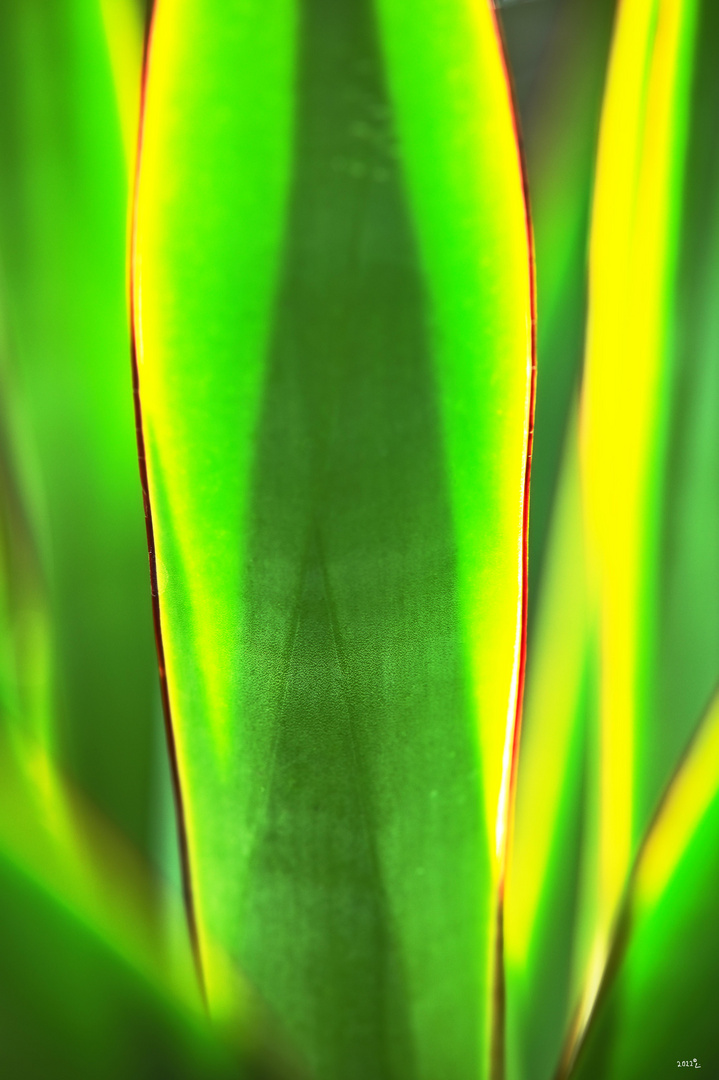 Licht der Pflanze