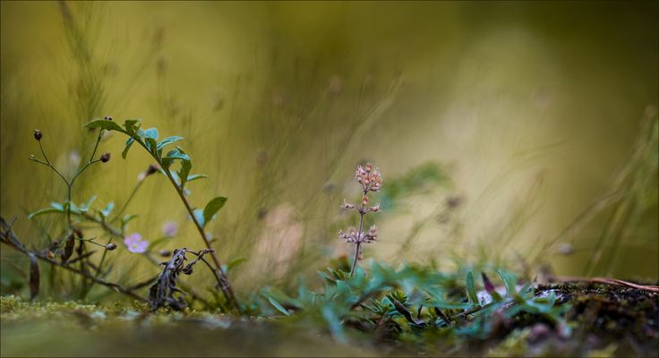 Licht der Stille ....