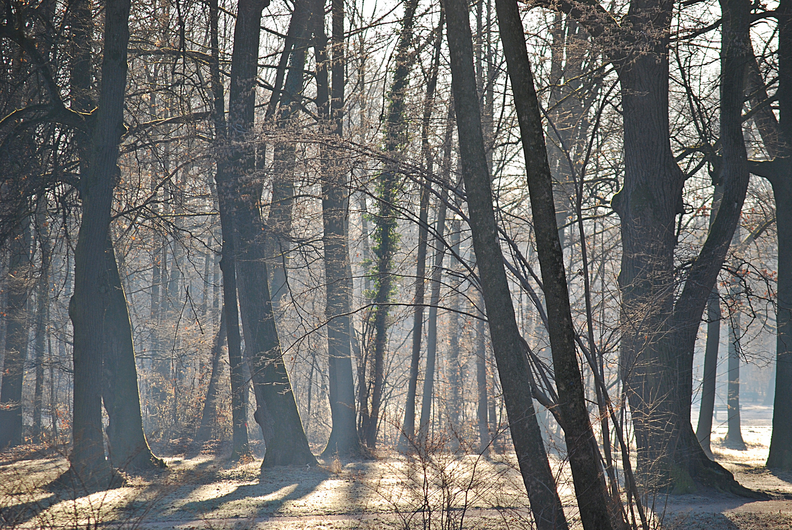 Licht der Weisheit...