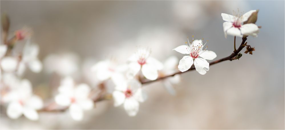 Licht des Frühlings