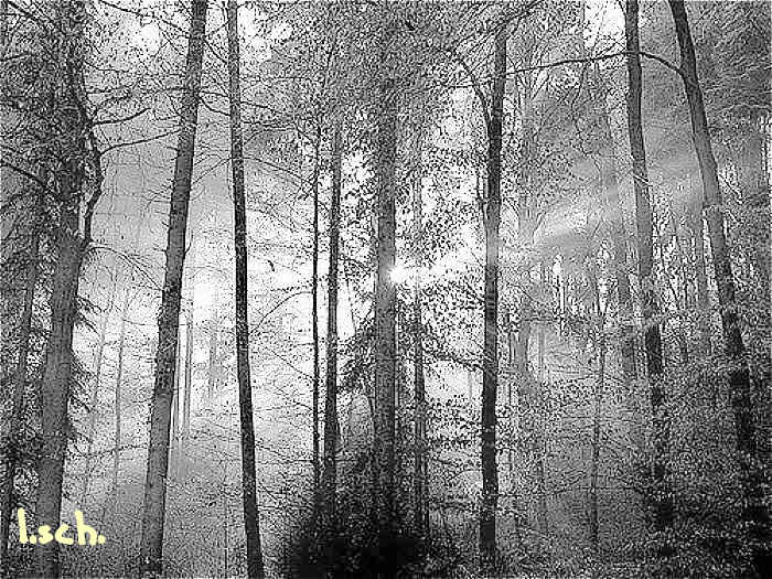 licht dringt durch den wald 16.2.09