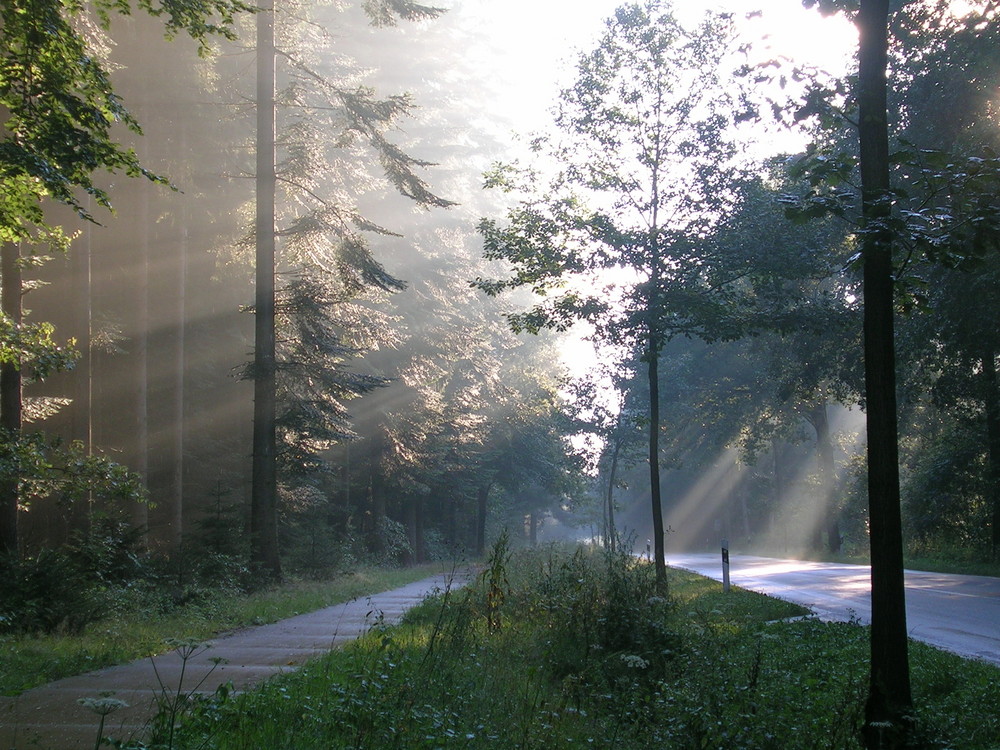 Licht durchbricht die Wälder