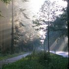 Licht durchbricht die Wälder