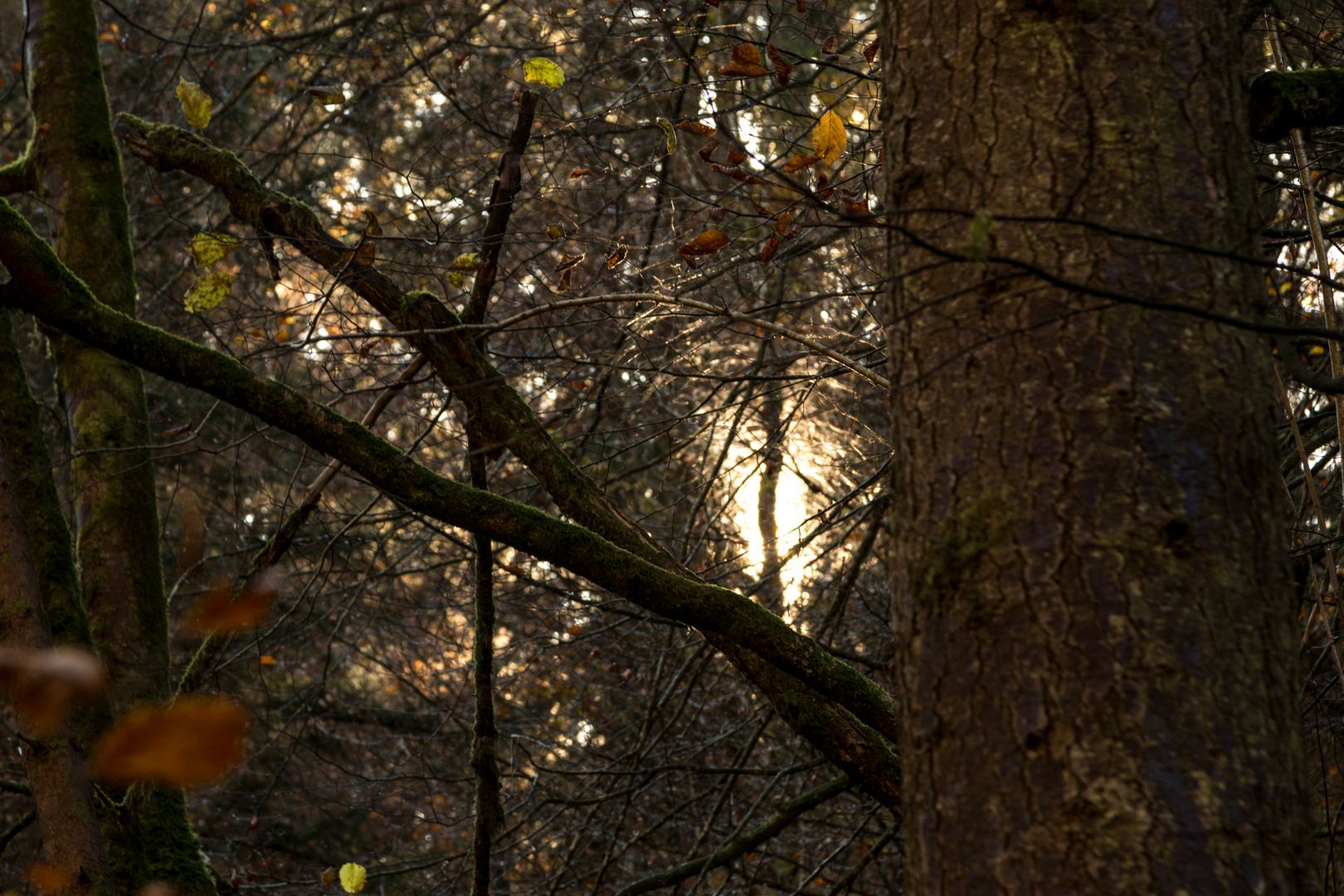 Licht durchdringt den Wald