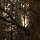 Licht durchdringt den Wald