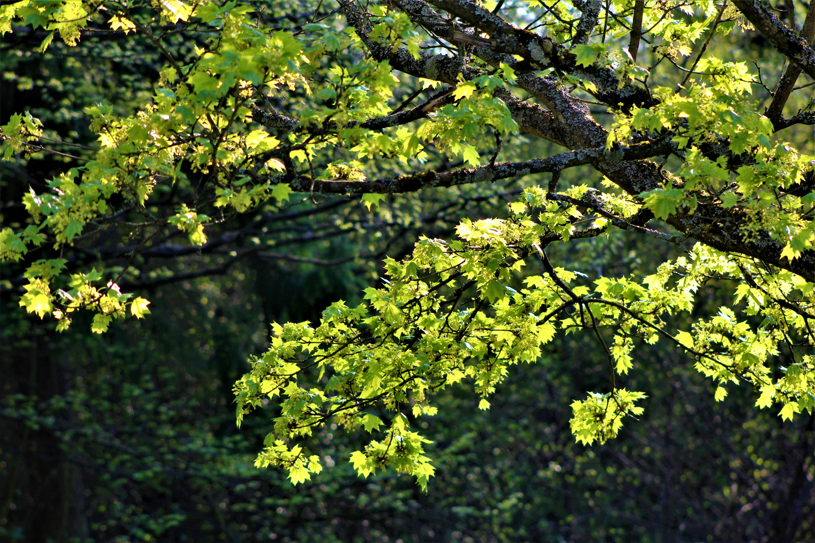 Licht durchflutetes Grün