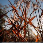 Licht einfangen im Herbst