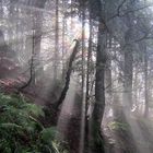 Licht erhellt den Wald