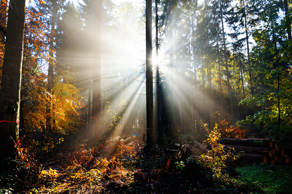 Licht Explosion im Wald