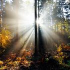 Licht Explosion im Wald