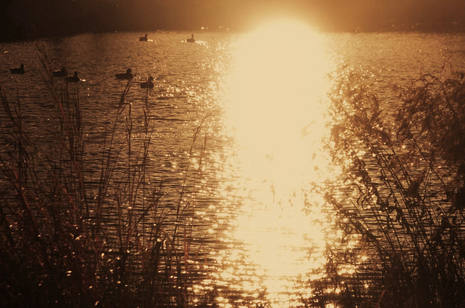 Licht fällt auf den See im Rosensteinpark