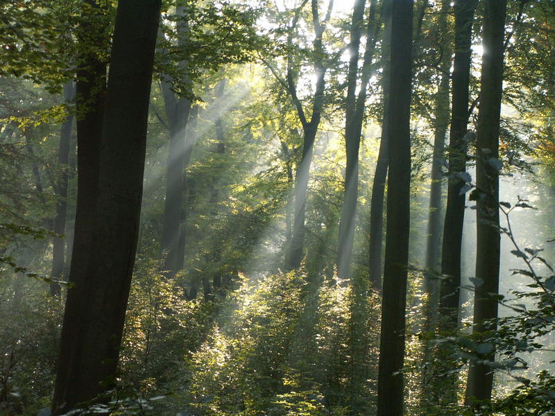 Licht findet immer seinen Weg