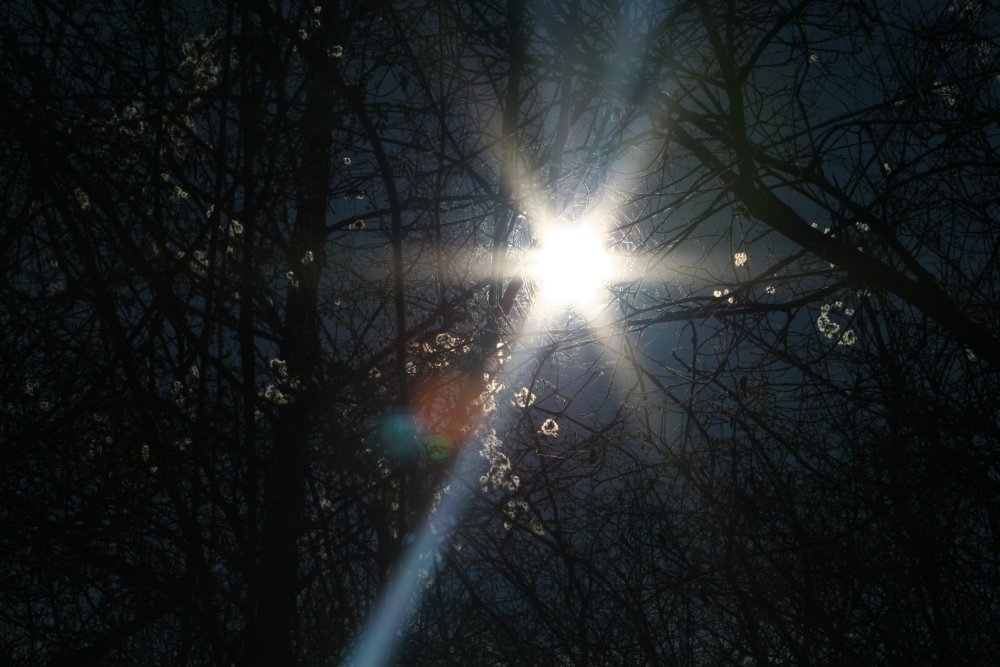 Licht findet man auch im dunkelen Wald