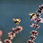 "Licht-Flieger"