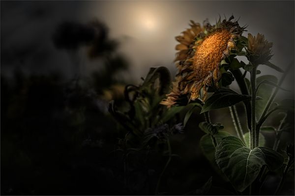 Licht für eine Sonnenblume ...