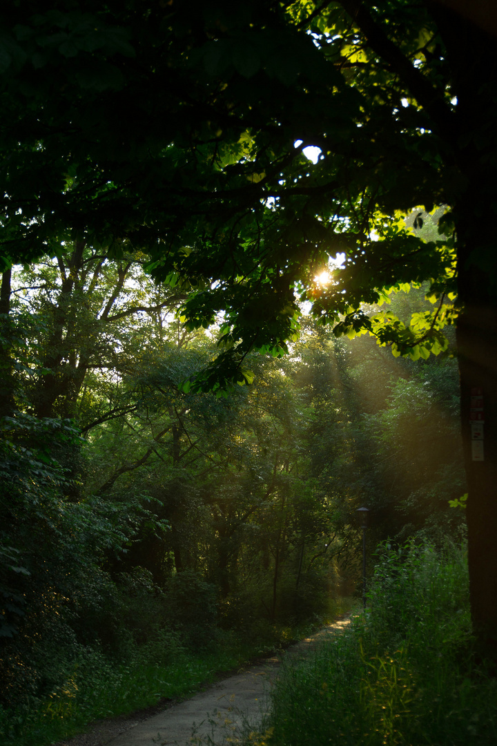 Licht hinterm Grün