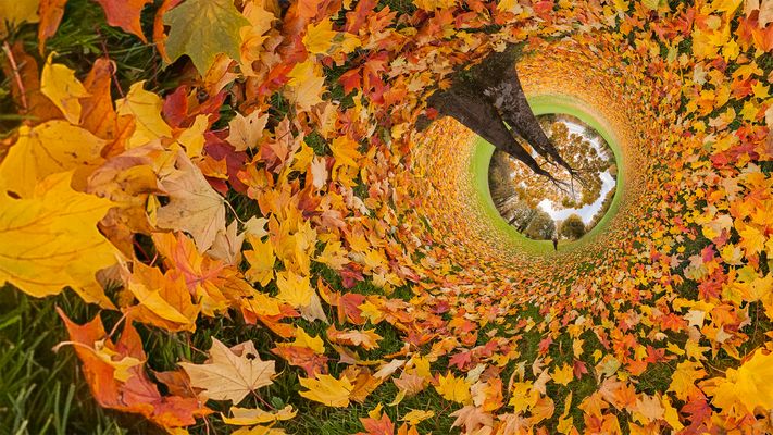 Licht Im Ahorntunnel