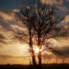 Licht im alten Apfelbaum