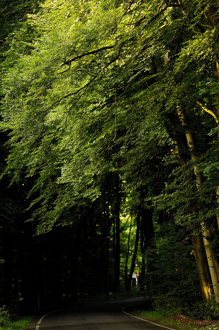 Licht im Baum