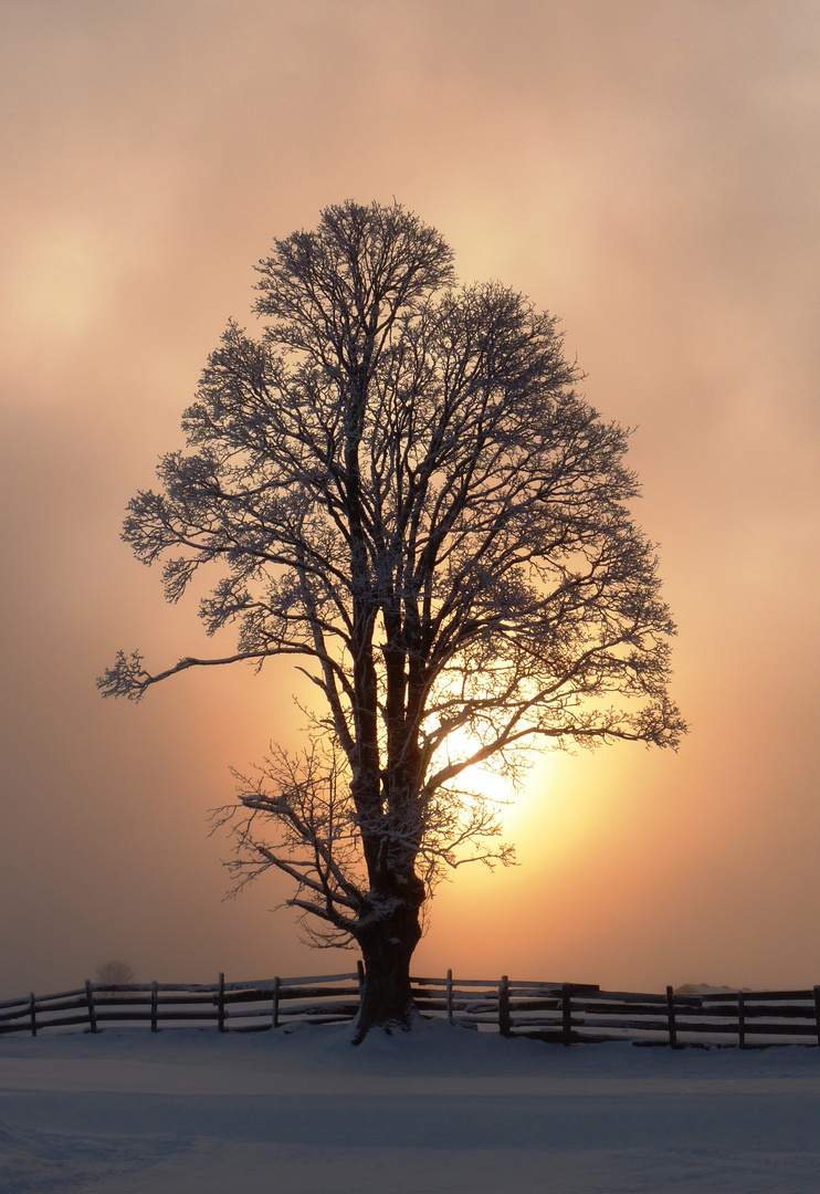 Licht im Baum