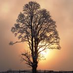 Licht im Baum