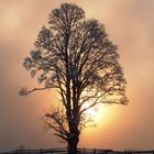 Licht im Baum