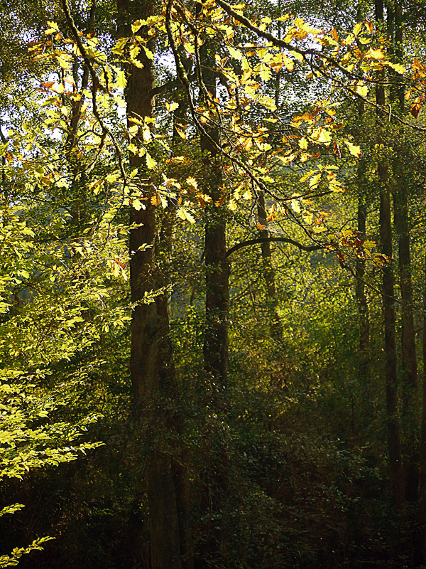 ...Licht im Baum..