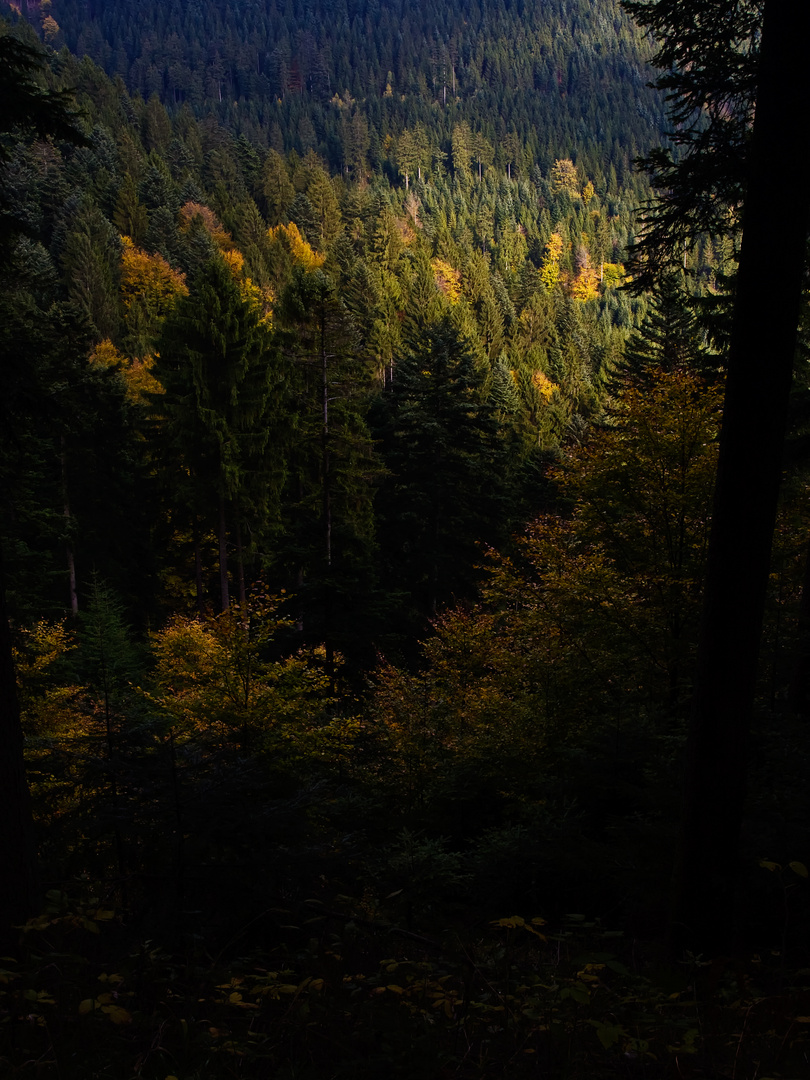 Licht im Bergwald