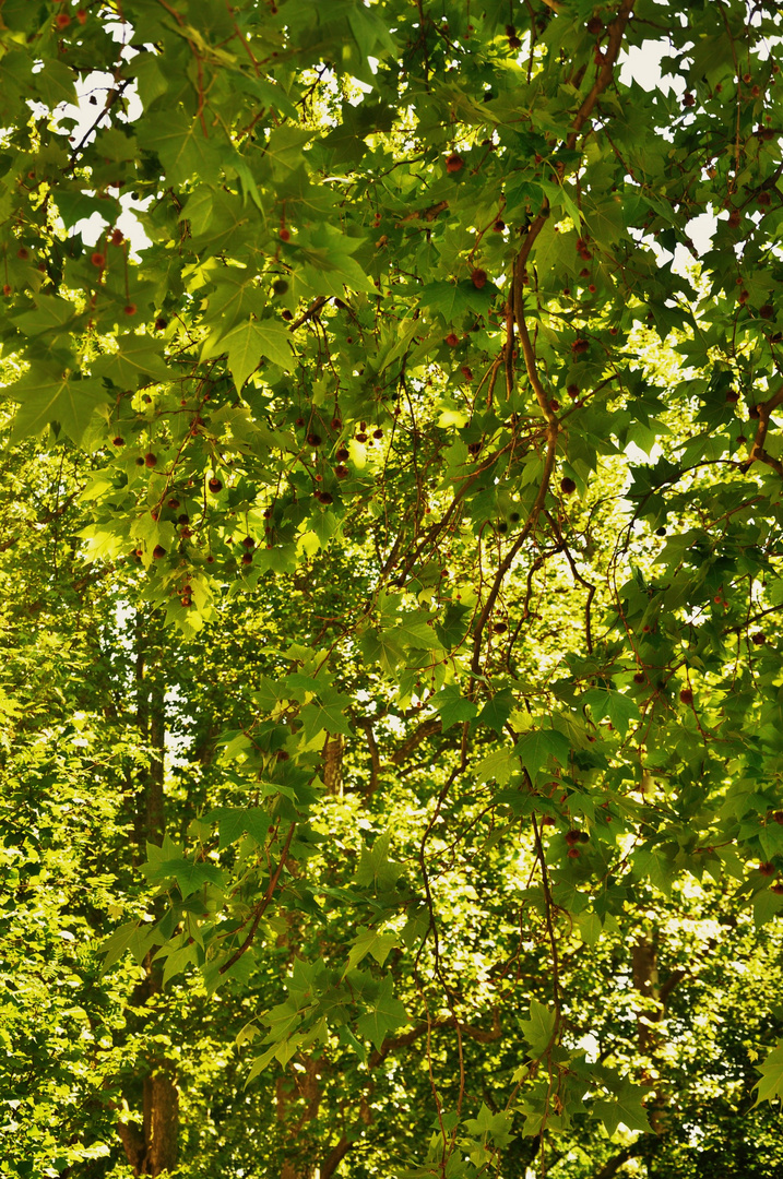 Licht im Blätterwald