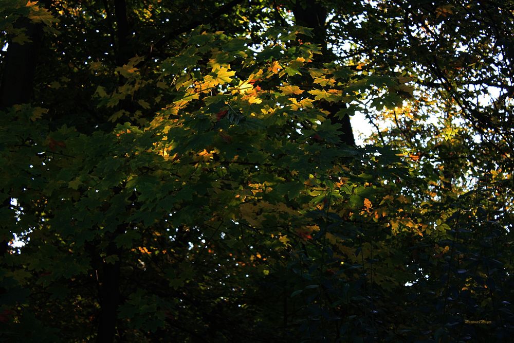 Licht im Blätterwald