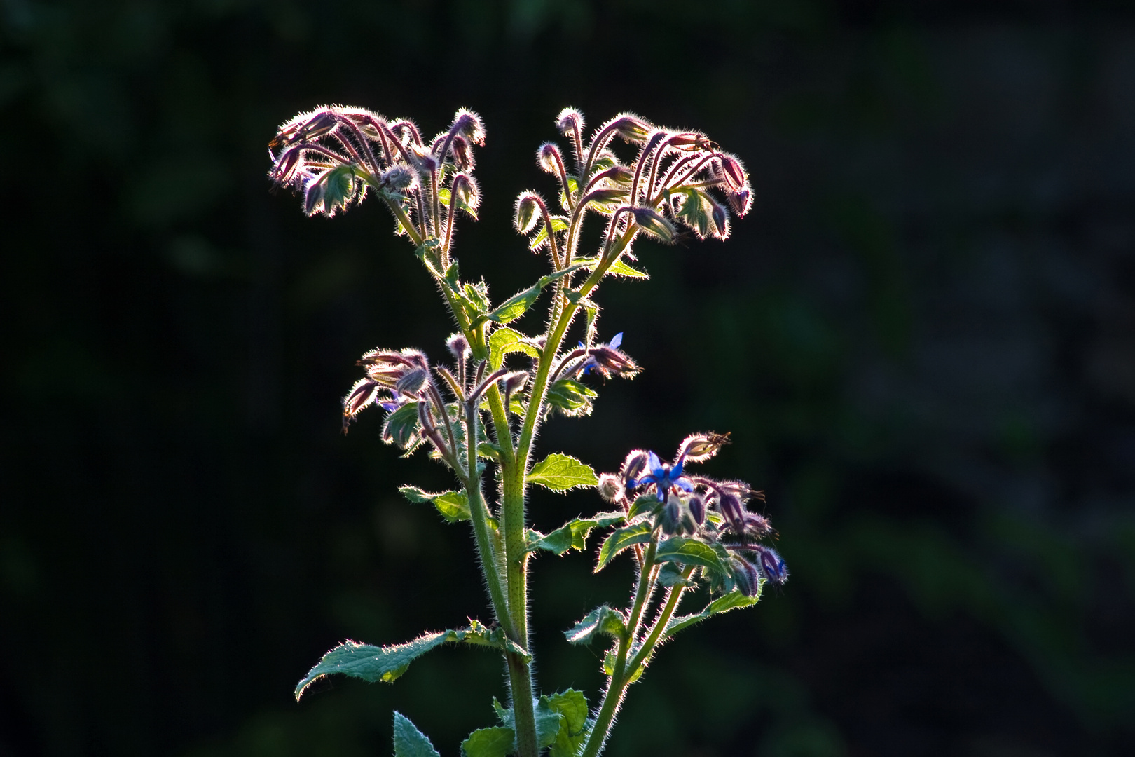 Licht im Borretsch