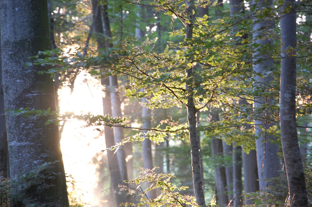 Licht im Buchenwald.........