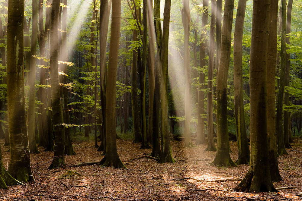 Licht im Buchenwald