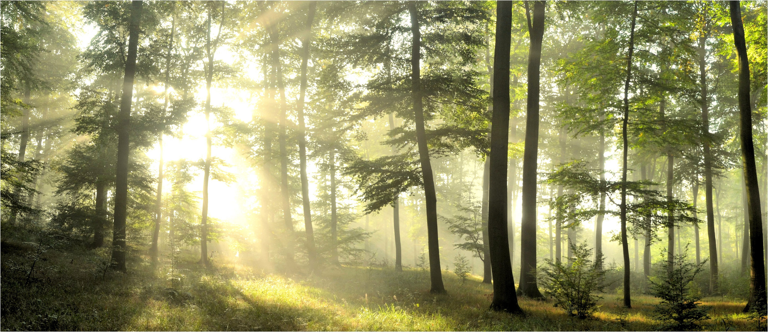 Licht im Buchenwald