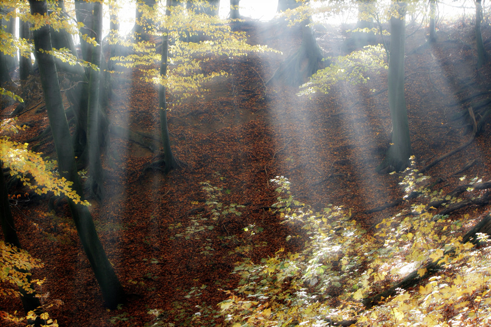 Licht im Buchenwald