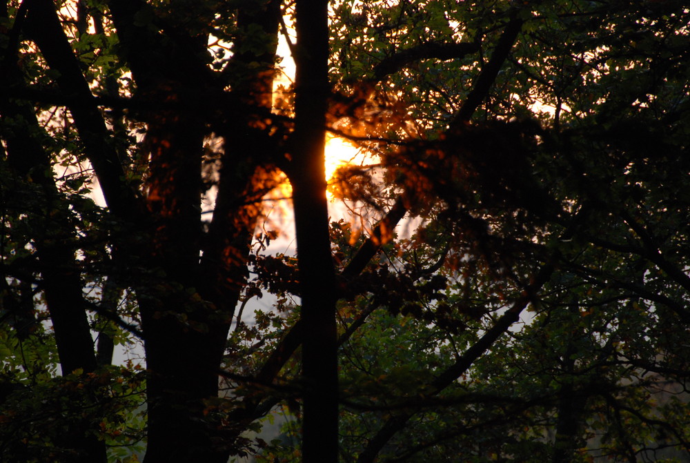 Licht im Dickicht