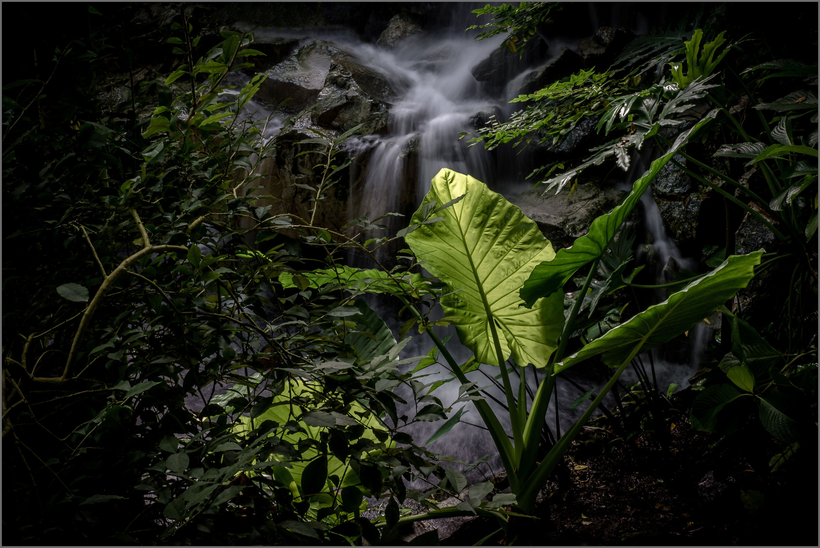 Licht im Dschungel des Lebens II