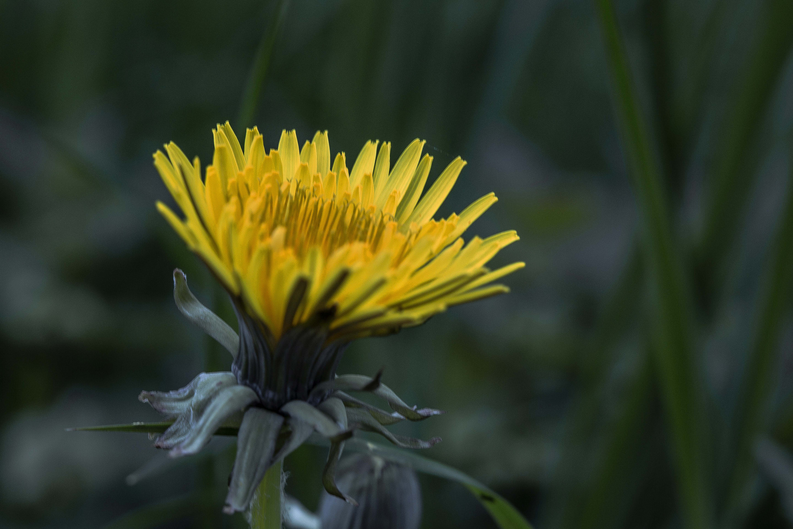 Licht im Dunkel