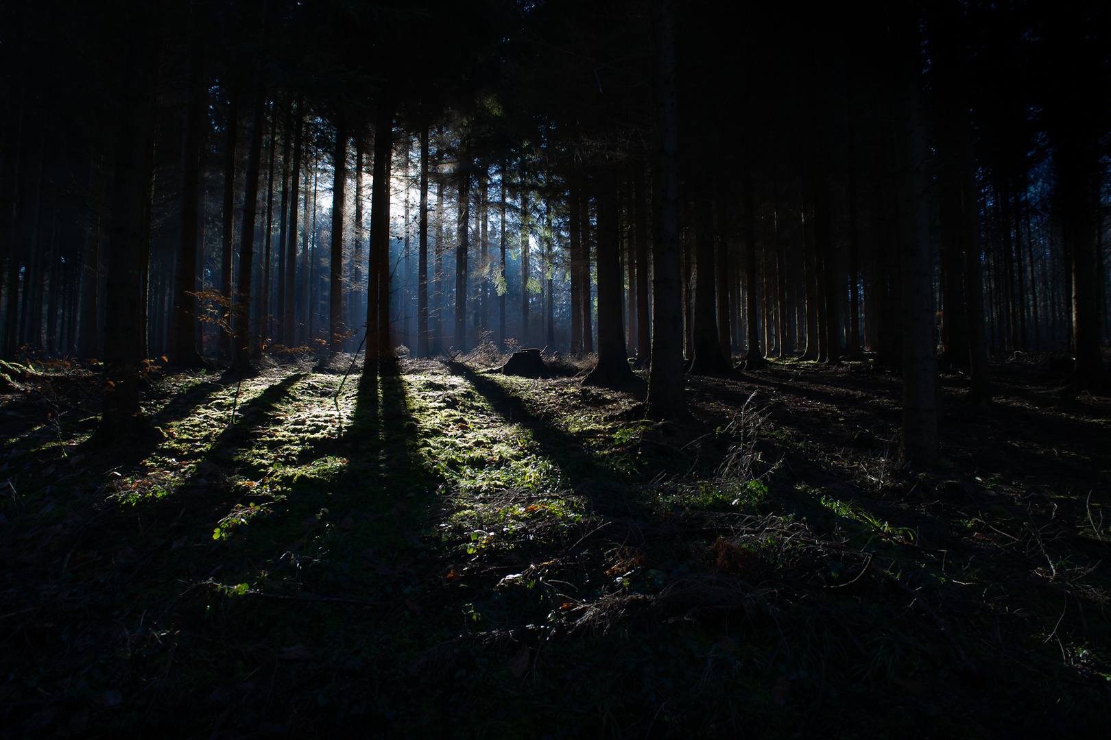 Licht im Dunkel Foto & Bild pflanzen, pilze & flechten, bäume, natur