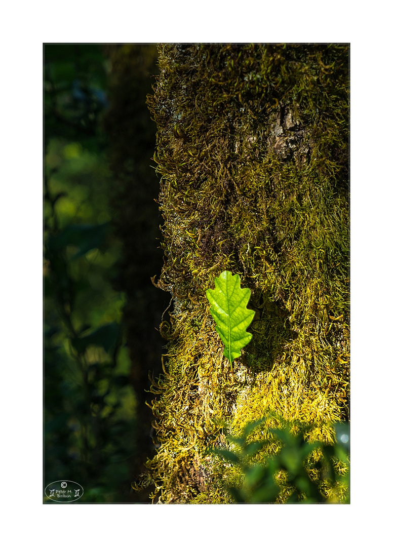 Licht im Dunkel