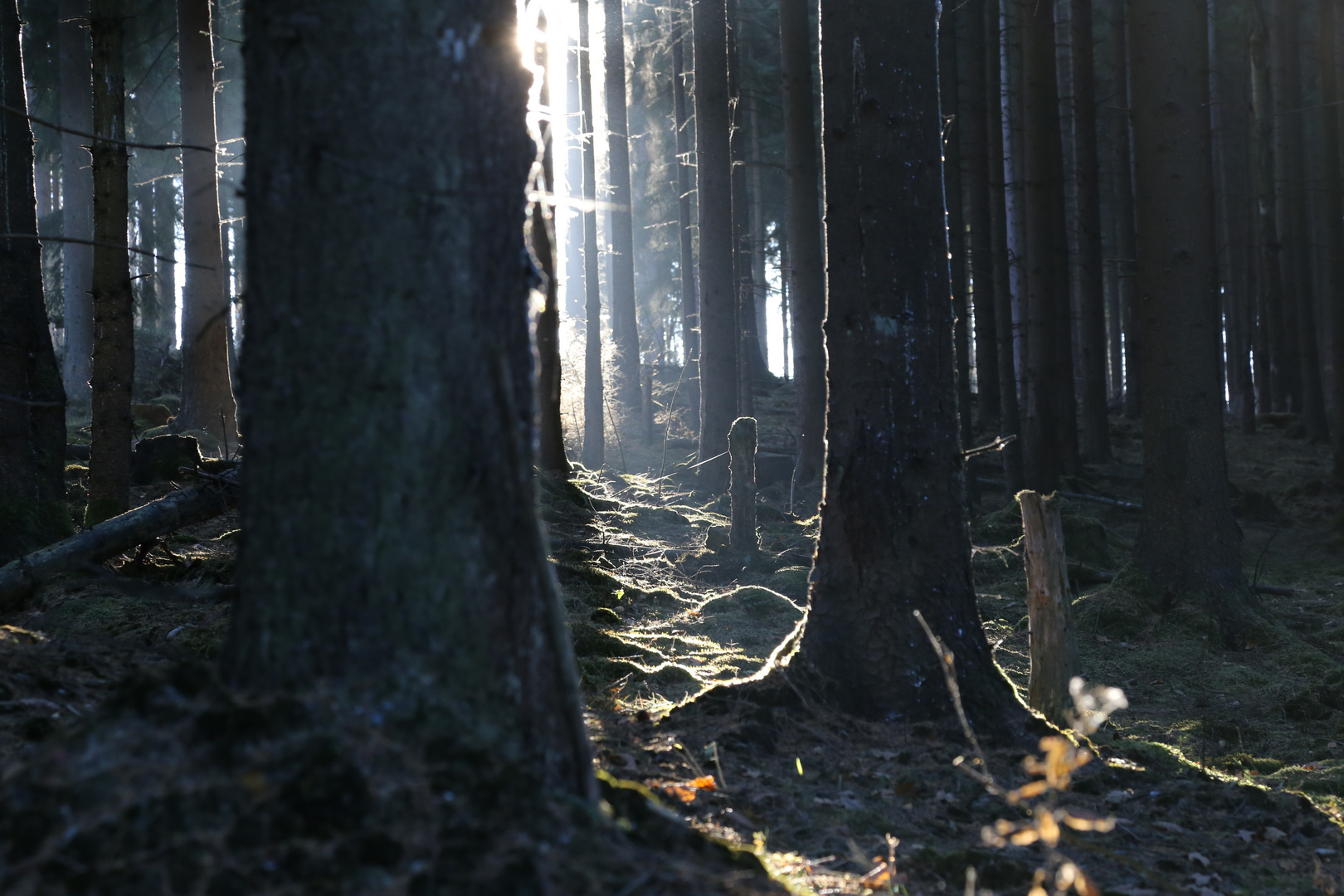 Licht im Dunkel des Waldes