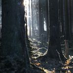 Licht im Dunkel des Waldes