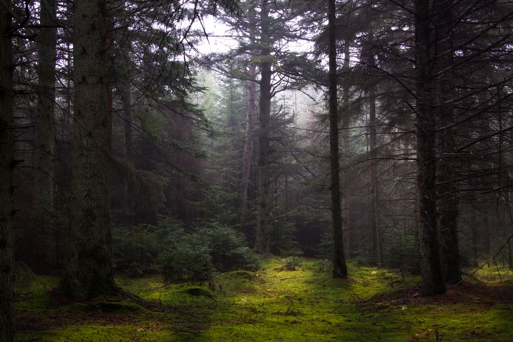 Licht im Dunkel des Waldes Foto & Bild wald, bäume, baum Bilder auf