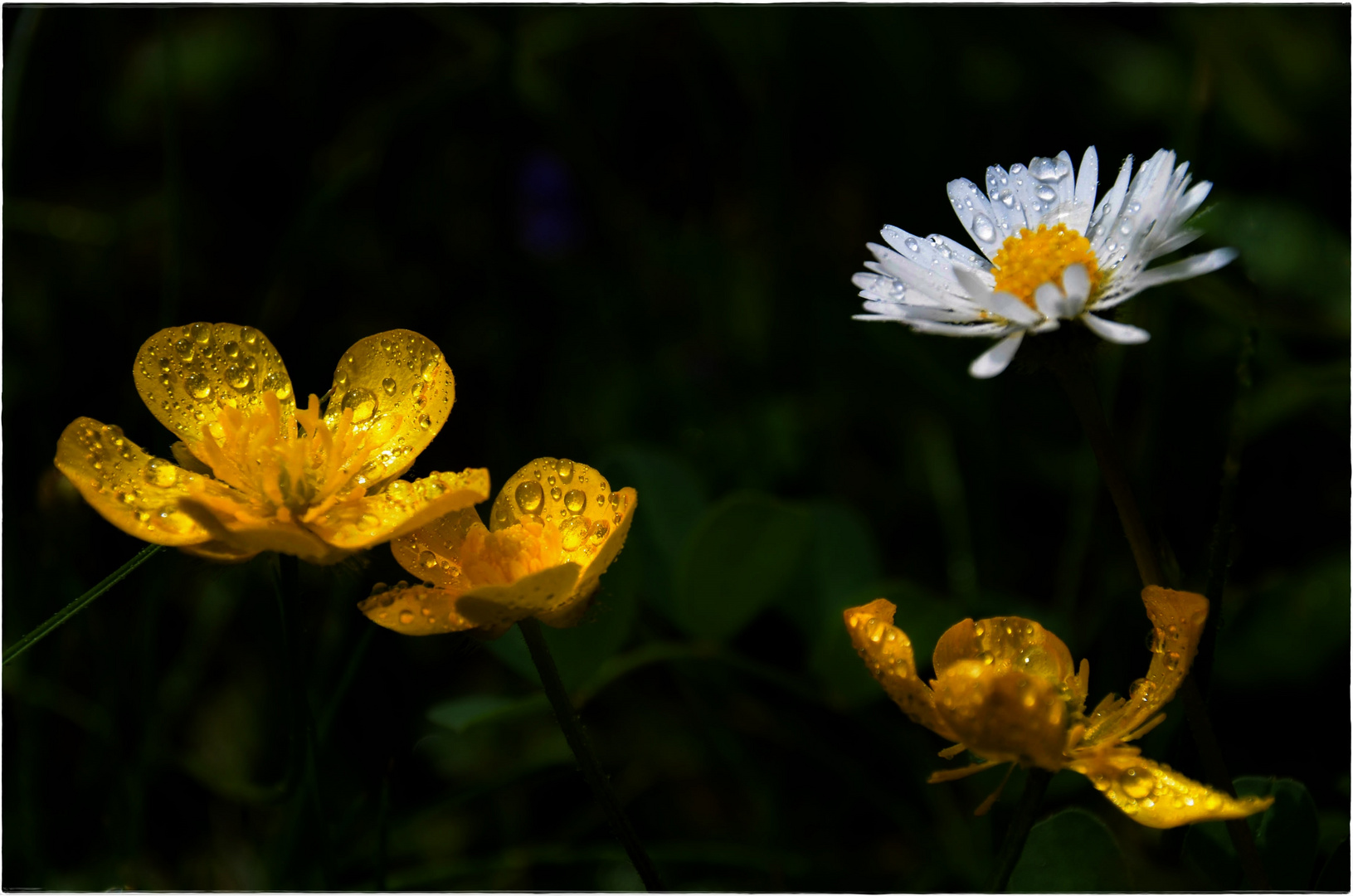 Licht im Dunkel