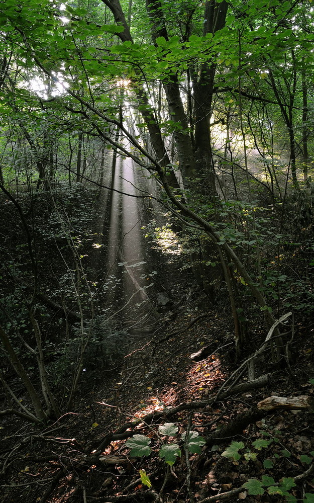 Licht im Dunkel