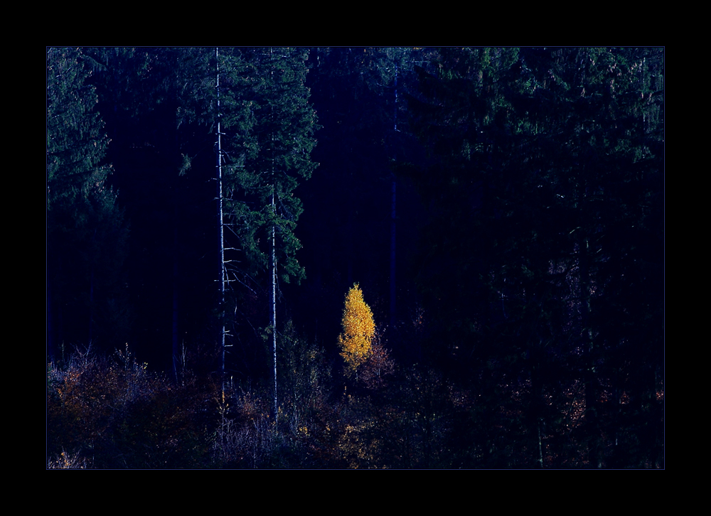 LICHT IM DUNKEL... - oder: "WALD WEIHNACHT" 