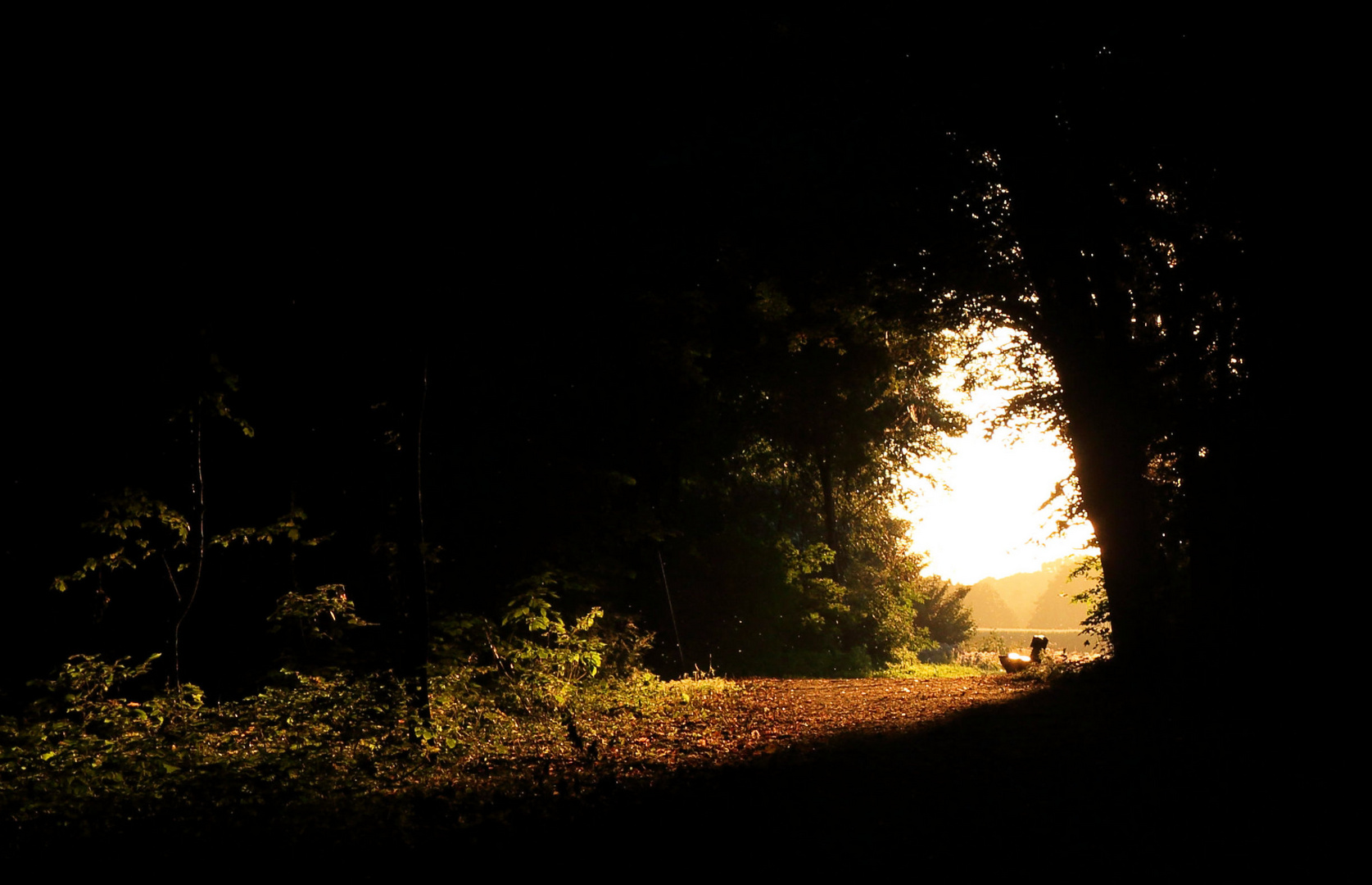 Licht im Dunkeln Foto & Bild landschaft, wald, natur Bilder auf Licht im Dunkeln Foto & Bild landschaft, wald, natur Bilder auf