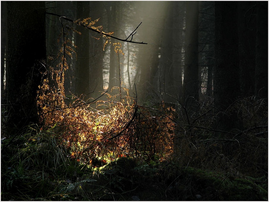 Licht im Dunkeln Foto & Bild landschaft, wald, emsland Bilder auf